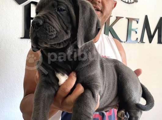 Ruhsatlı Köpek Çifliğimizden Cane Corsa Yavruları