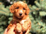 Red Malti̇po Yavrumuz