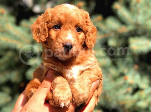 Red Malti̇po Yavrumuz görsel