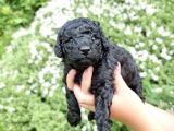 Orji̇nal Toy Si̇yah İnci̇ Poodle Bebeği̇mi̇z