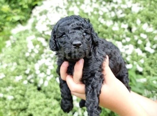 Orji̇nal Toy Si̇yah İnci̇ Poodle Bebeği̇mi̇z