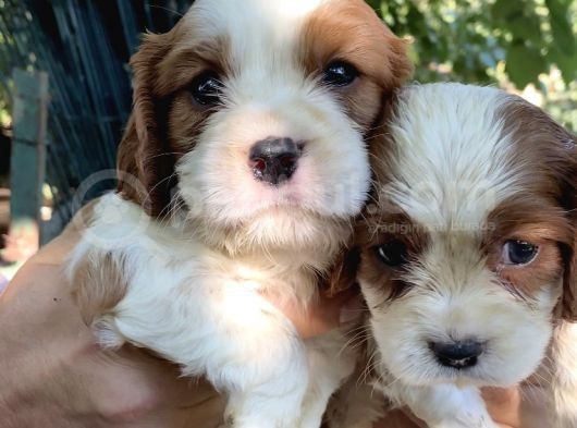 Ruhsatlı Köpek Çifliğimizden Cavaliers King Charles Yavrular görsel