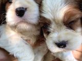 Ruhsatlı Köpek Çifliğimizden Cavaliers King Charles Yavrular