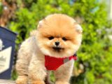 Safkan Teddy Bear Pomeranian Boo Yavrularımız