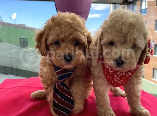 Ev Ortamında Büyüyen Toypoodle Bebeklerimiz görsel