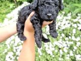 Orji̇nal Toy Si̇yah İnci̇ Poodle Bebeği̇mi̇z