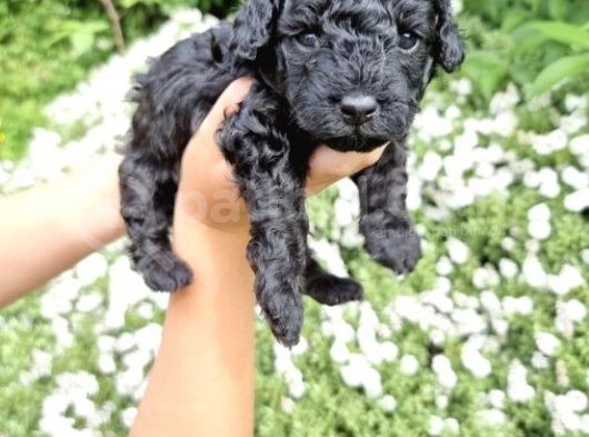 Orji̇nal Toy Si̇yah İnci̇ Poodle Bebeği̇mi̇z görsel