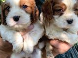 Ruhsatlı Köpek Çifliğimizden Cavaliers King Charles Yavrular