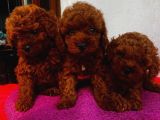 Ev Ortamında Büyüyen Toypoodle Bebeklerimiz