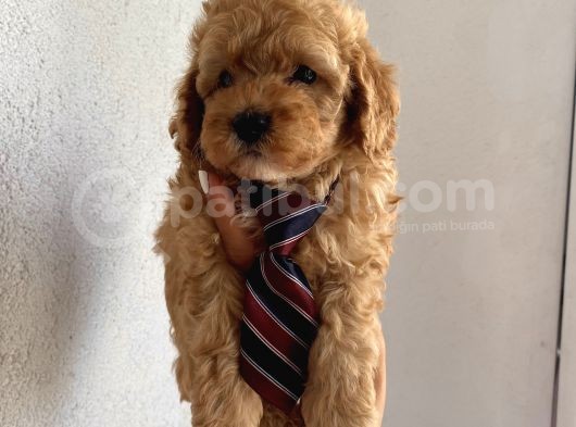 Ev Ortamında Büyüyen Toypoodle Bebeklerimiz görsel