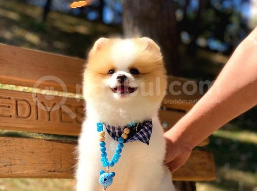 A Class, 6 Aylık, Full Aşılı Pomeranian Boo Yavrumuz