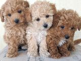 Red – Apricot Mi̇ni̇ Toy Poodle Bebekler