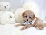 Mi̇ni̇ Toy Poodle Yavrular