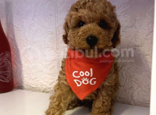 Safkan Toy Poodle Yavrularımız görsel