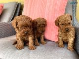 A Kali̇te Red Brown Poodle Bebekler Orji̇nal