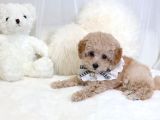 Mi̇ni̇ Toy Poodle Yavrular