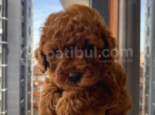 Pasaportlu Aşılı Toypoodle Yavrularımız görsel