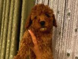 Kıvır Kıvır Tüylü Toypoodle Bebeklerimiz
