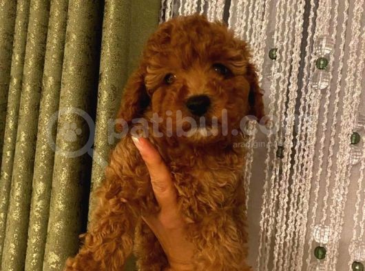 Kıvır Kıvır Tüylü Toypoodle Bebeklerimiz görsel