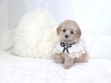Mi̇ni̇ Toy Poodle Yavrular