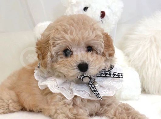 Mi̇ni̇ Toy Poodle Yavrular