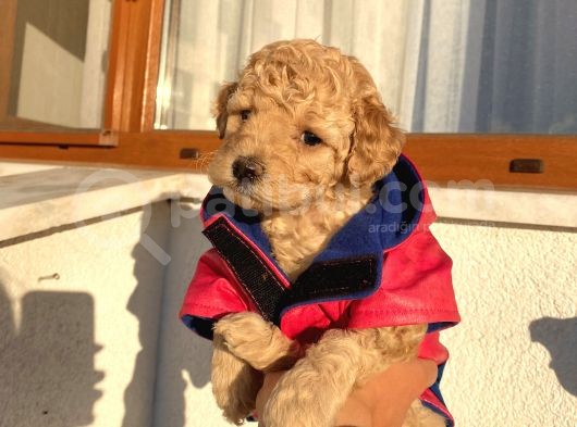 Kıvır Kıvır Tüylü Toypoodle Bebeklerimiz