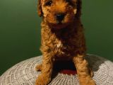 Peluş Oyuncak Gibi Toypoodle Bebekler