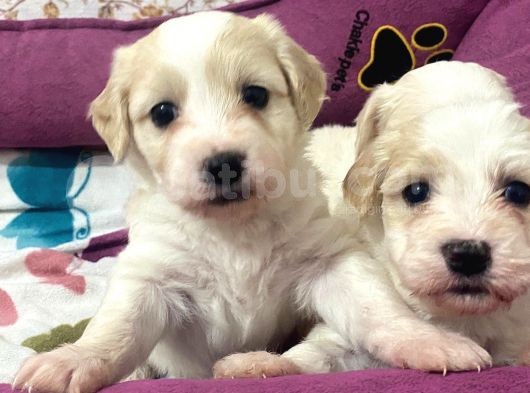 Ev Uretimi Iki Farklı Anneden  Çok Uygun Fiyatlı Maltipo Yavruları görsel