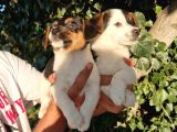 Jack Russel Erkek Yavrular