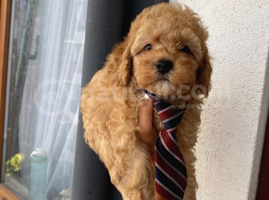 Peluş Oyuncak Gibi Toypoodle Bebekler