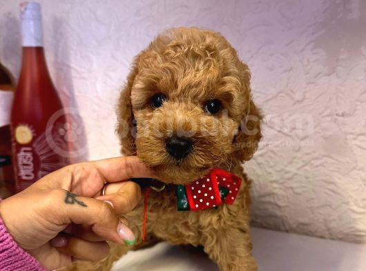 Safkan Toy Poodle Yavrularımız