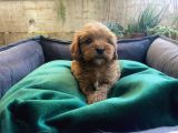 Üç Dişi Bir Erkek Maltipoo Yavrularımız