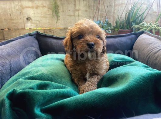 Üç Dişi Bir Erkek Maltipoo Yavrularımız görsel