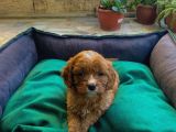 Üç Dişi Bir Erkek Maltipoo Yavrularımız