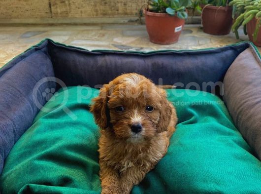 Üç Dişi Bir Erkek Maltipoo Yavrularımız görsel