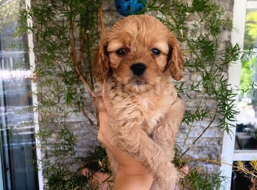 Üç Dişi Bir Erkek Maltipoo Yavrularımız görsel