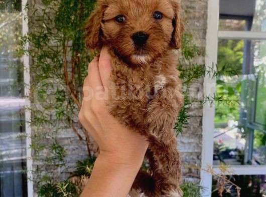 Üç Dişi Bir Erkek Maltipoo Yavrularımız