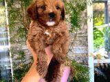 Üç Dişi Bir Erkek Maltipoo Yavrularımız