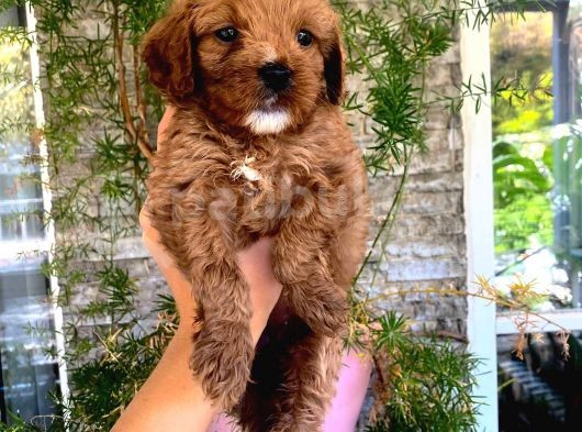 Üç Dişi Bir Erkek Maltipoo Yavrularımız görsel