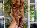 Üç Dişi Bir Erkek Maltipoo Yavrularımız