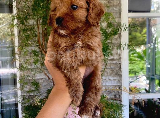 Üç Dişi Bir Erkek Maltipoo Yavrularımız görsel