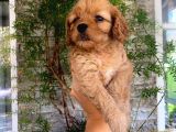 Üç Dişi Bir Erkek Maltipoo Yavrularımız