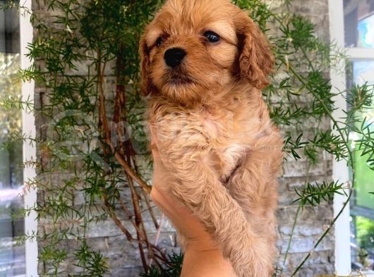 Üç Dişi Bir Erkek Maltipoo Yavrularımız görsel