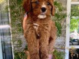 Üç Dişi Bir Erkek Maltipoo Yavrularımız