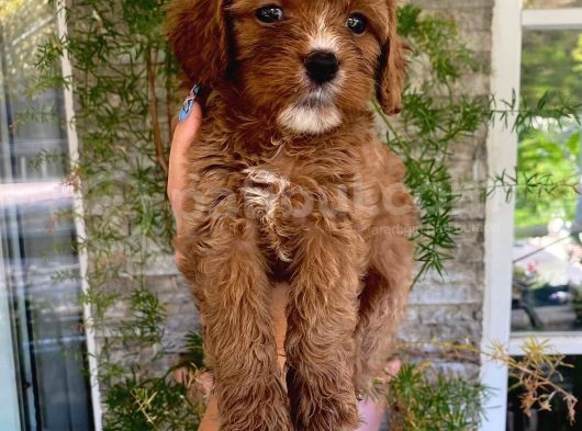 Üç Dişi Bir Erkek Maltipoo Yavrularımız görsel