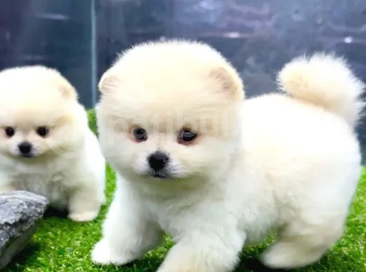 A Class Iki Adet Erkek Pomeranian Boo Yavrularımız görsel