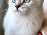 Safkan, Blue Point British Shorthair Erkek Yavrumuz