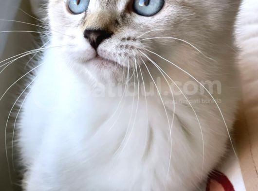 Safkan, Blue Point British Shorthair Erkek Yavrumuz görsel