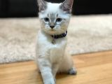 Safkan, Blue Point British Shorthair Erkek Yavrumuz