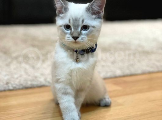 Safkan, Blue Point British Shorthair Erkek Yavrumuz görsel